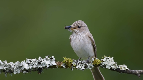 Spotted flycatcher The Wildlife Trusts